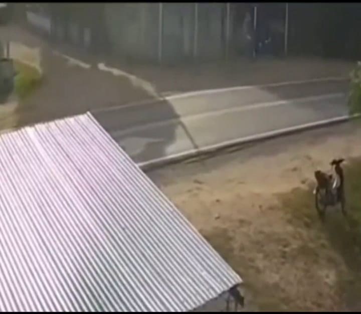 LOAN PADRE VIDEO CABALLO