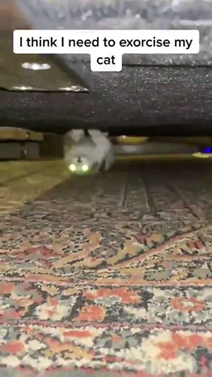 El gato 'poseído' que generó desconcierto en las redes por su peculiar actitud