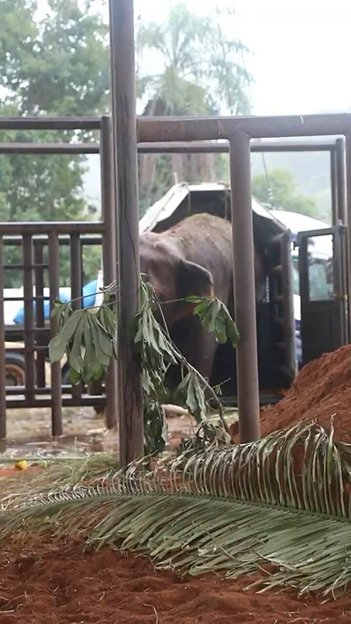 Los primeros minutos de las elefantas en libertad