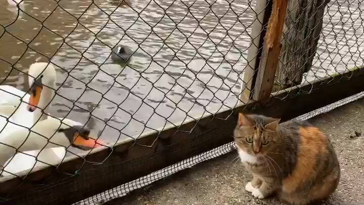 Así se ve por dentro el "barco de los gatos"