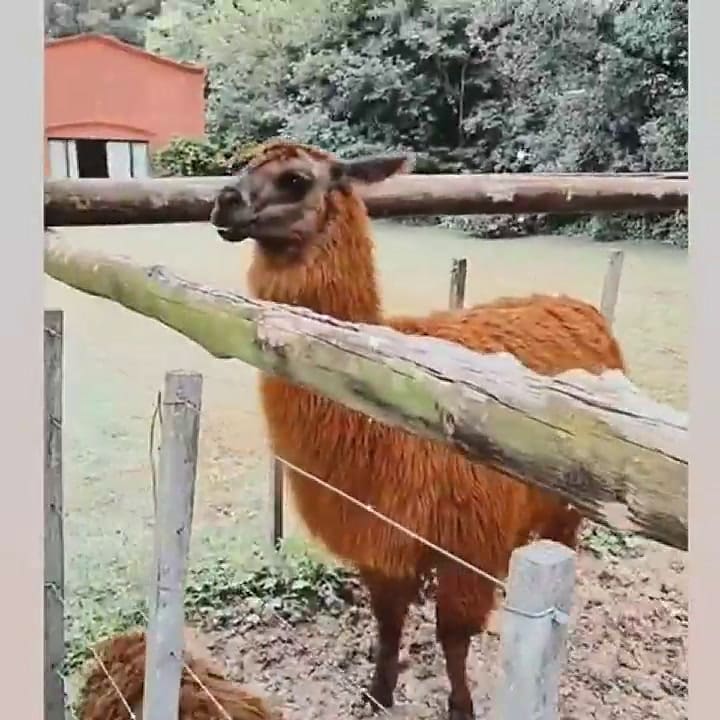 Nicole Neumann disfrutó de los paisajes y los animales de Salta