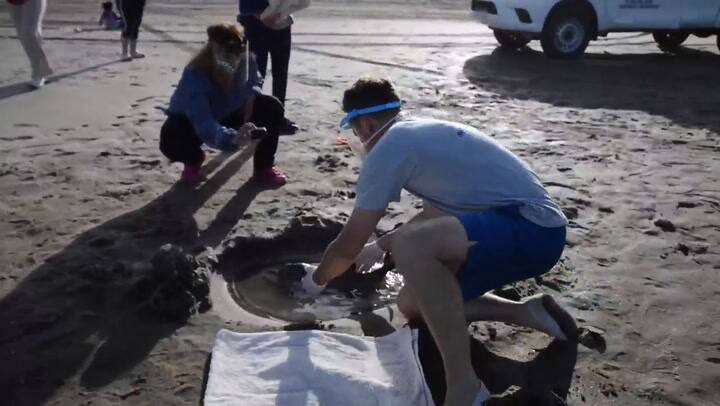 Alertan a turistas sobre qué hacer en caso de hallara un delfín franciscana