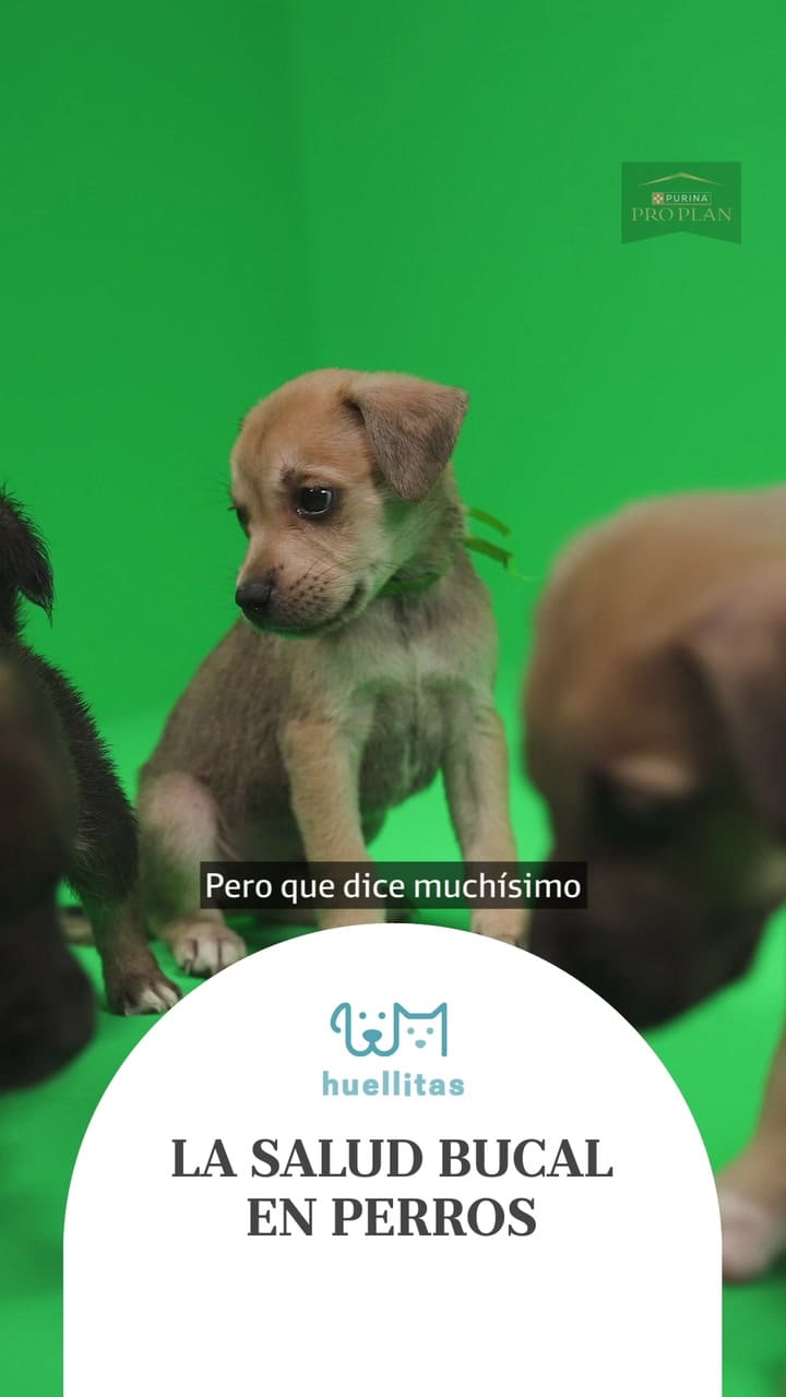 Salud bucal en perros