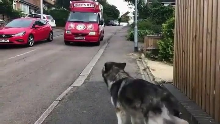 El perro que espera el carrito de los helados y es sensación en Twitter - Fuente: Twitter