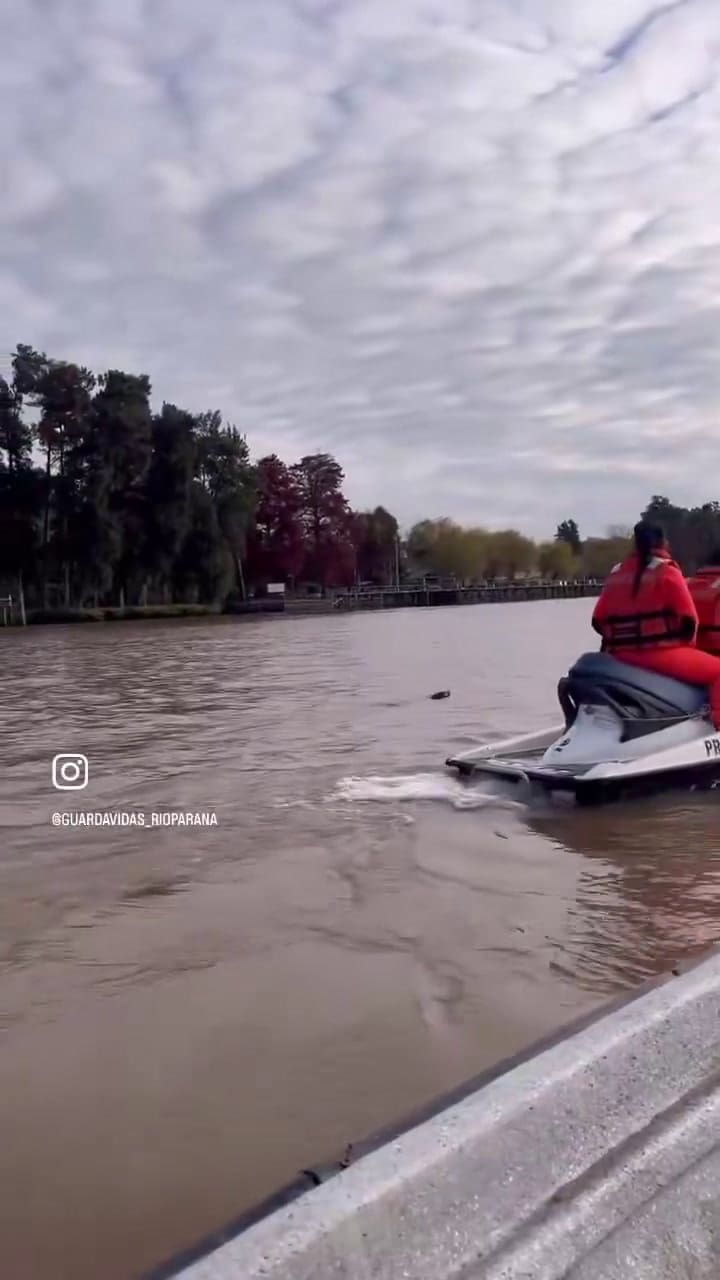Majo - Encontraron Un Lobito Marino En El Parana De Las Palmas Y Despue S De WdAvre