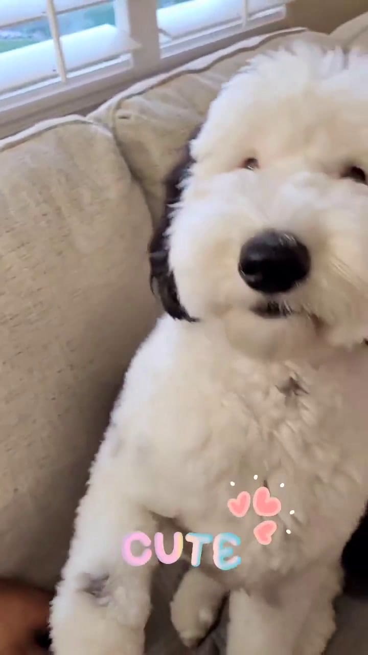 Bayley es un perro mini sheepadoodle que se ha ganado el apodo de 'Snoopy de la vida real'
