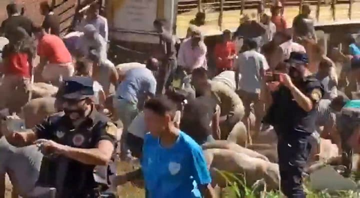 Entre Marcos Juárez y General Roca volcó un camión con cerdo y la gente se los llevó