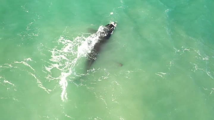 Llegada de ballenas a la costa de Mar del Plata