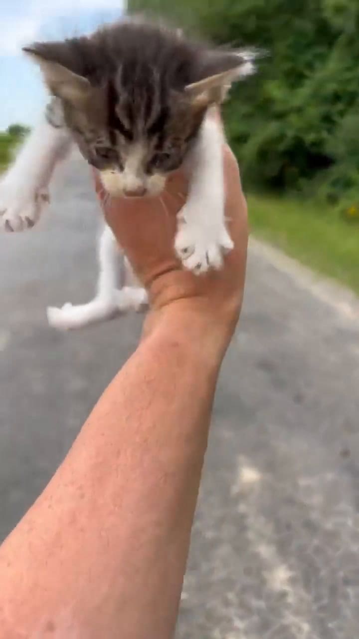 Hombre fue emboscado por gatitos al rescatar a uno de ellos