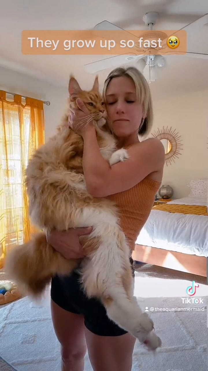 Finn, el gato con un tamaño colosal que es furor en las redes sociales