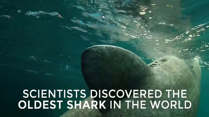 El animal más viejo del mundo vive en Groenlandia - Fuente: YouTube