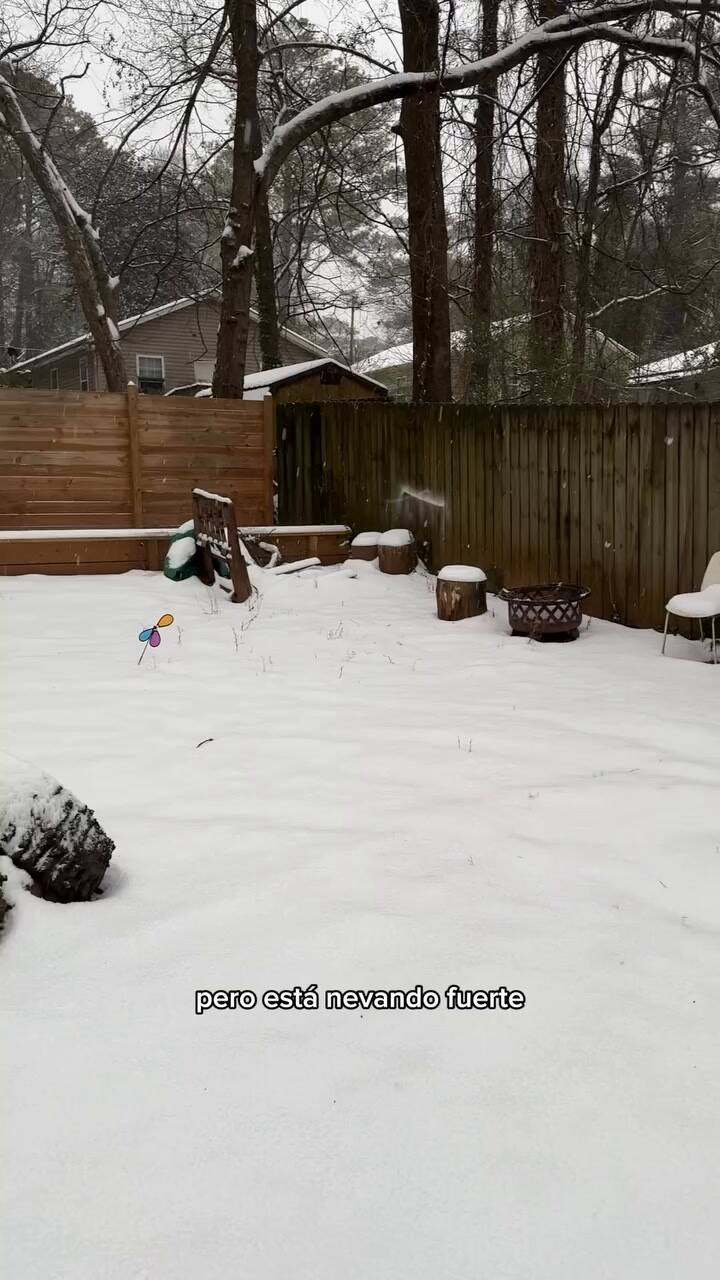 Qué Les Pasa A Las Gallinas Cuando Nieva
