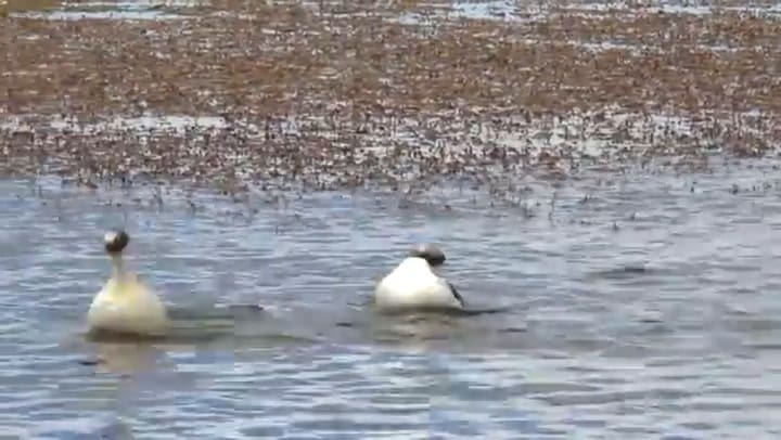 Hooded Grebe Courtship Dance, Rare Footage From Tango In The Wind