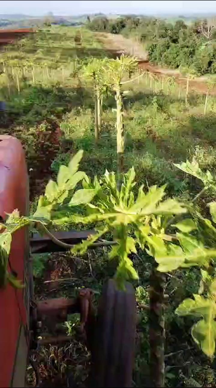 El Tractor Rompiendo La Papaya