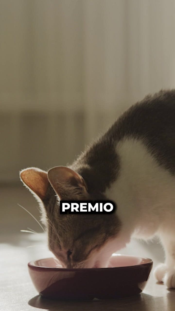 Aunque los gatos aman el sabor del atún, no debe ser la base de su dieta (Video: TikTok @panchocavero)