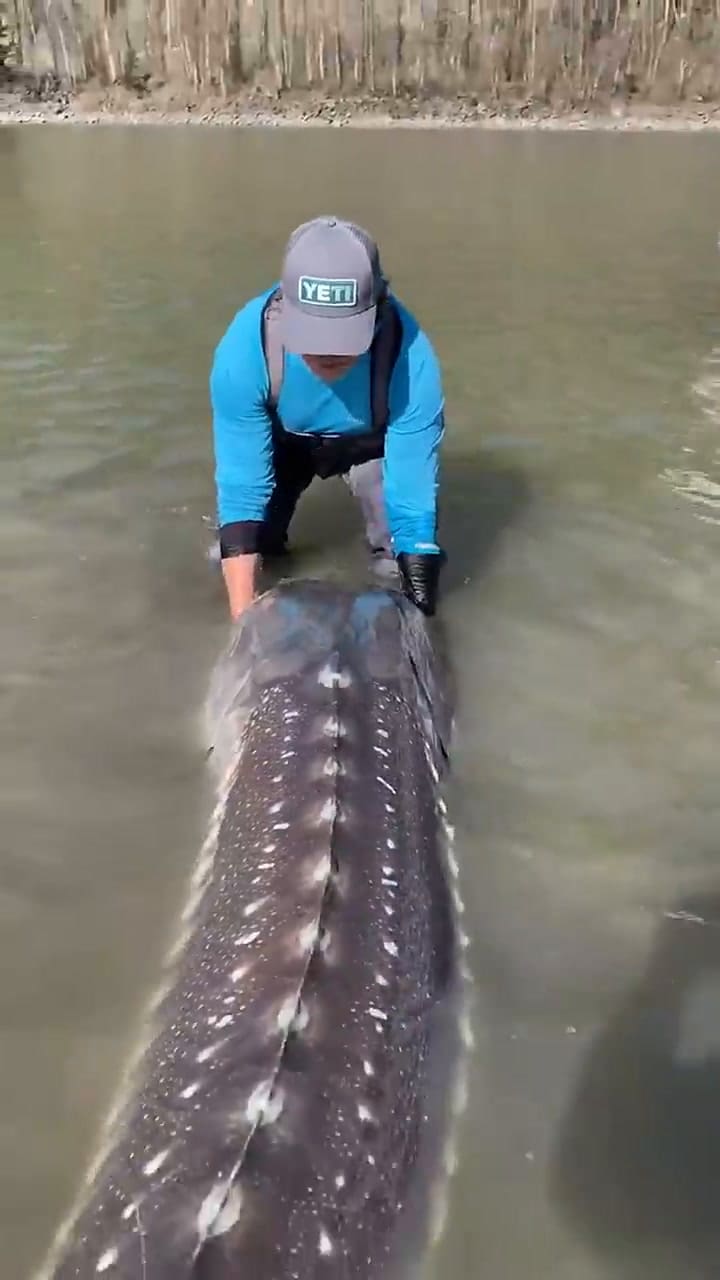 El curioso ejemplar de 270 kilos fue apresado en el rio Fraser