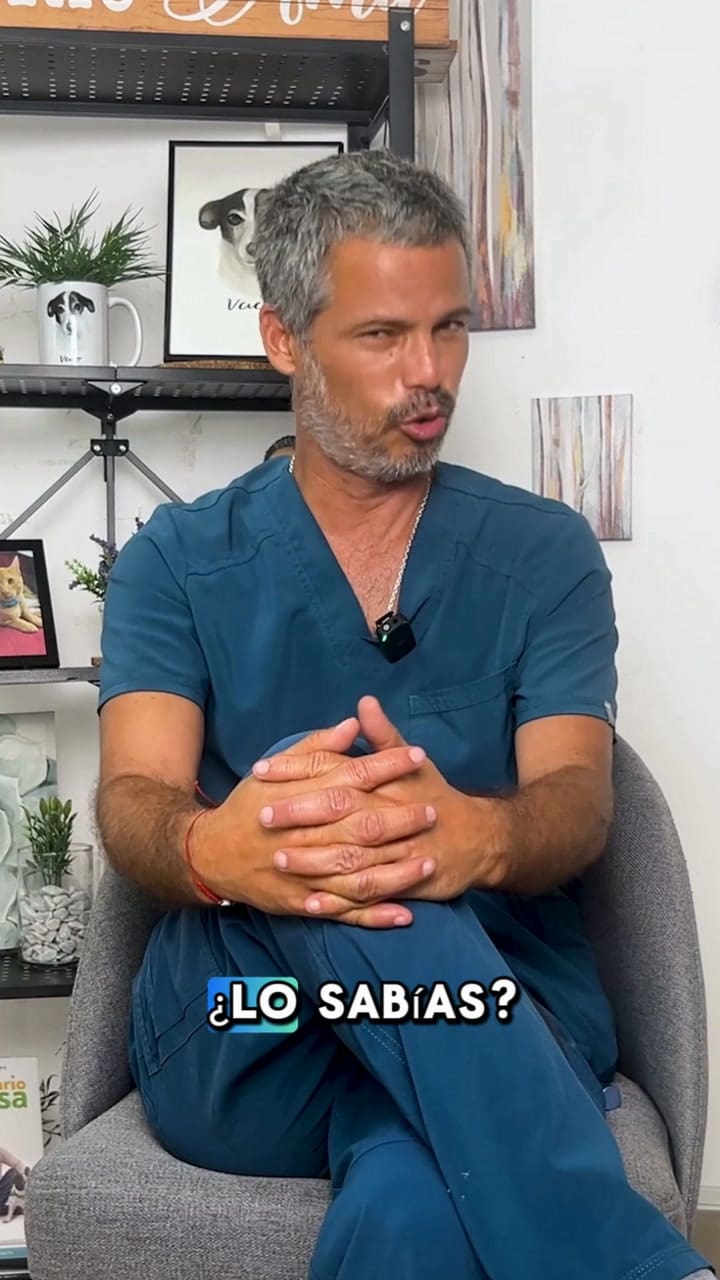 Una dieta equilibrada y rica en nutrientes es clave para fortalecer las defensas de los gatos (Video: TikTok @panchocavero)