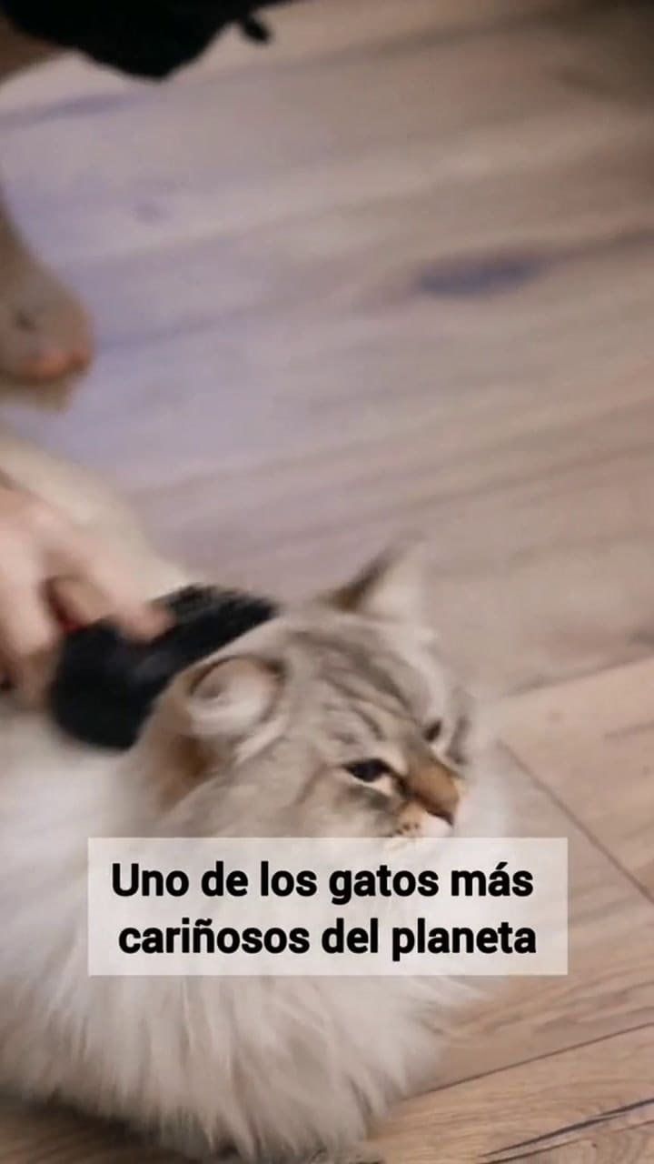 Gato Persa, Hermoso, Tranquilo Y Cariñoso.