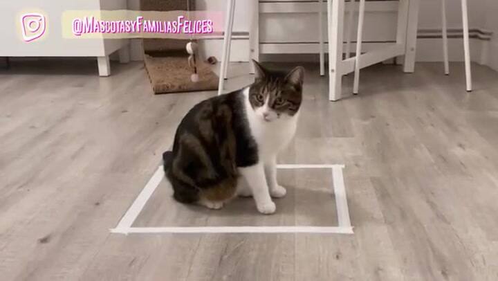 De qué trata el contorno ilusorio en los gatos