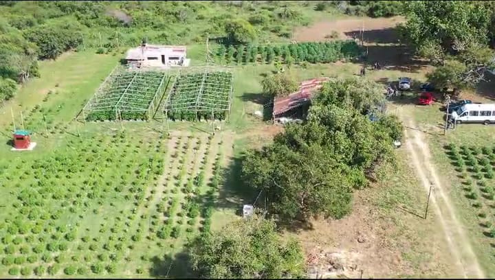 Plantanción marihuana