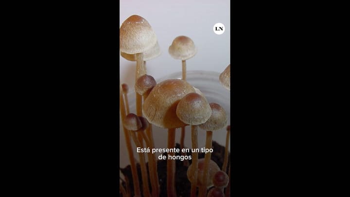 Los efectos de la Psilocibina en el cuerpo