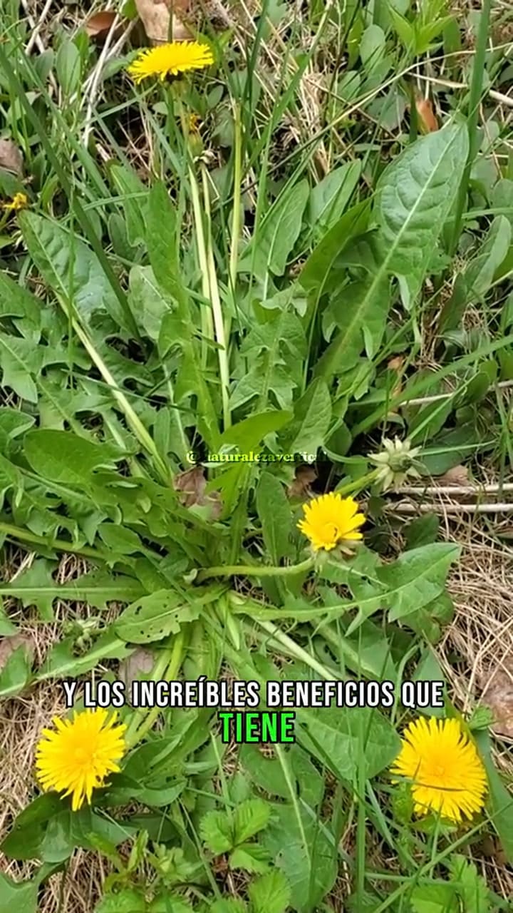 Naturalezavertical 7336710688661900549