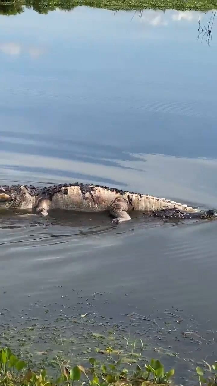 Dos cocodrilos protagonizaron una espeluznante escena en un lago de Florida