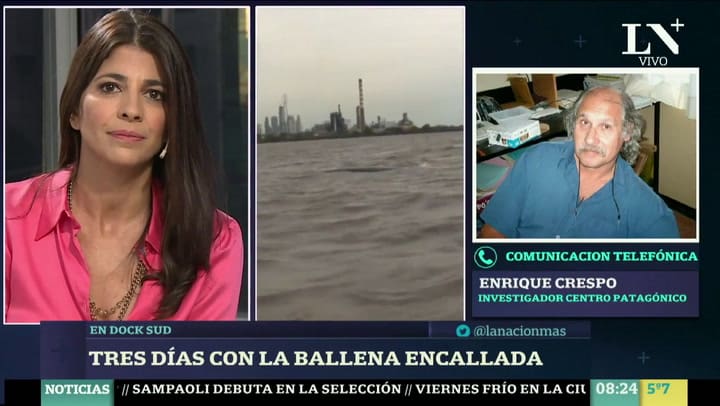 Cuánto puede sobrevivir una ballena encallada