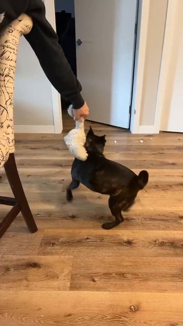 El perro que ahora tiene la tiktoker, distinto al que compró online