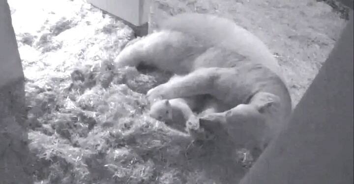 El zoológico de Detroit anunció el nacimiento de 2 osos polares