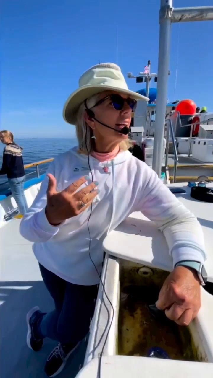 Una experta explicó qué son las Velella velella avistadas en California