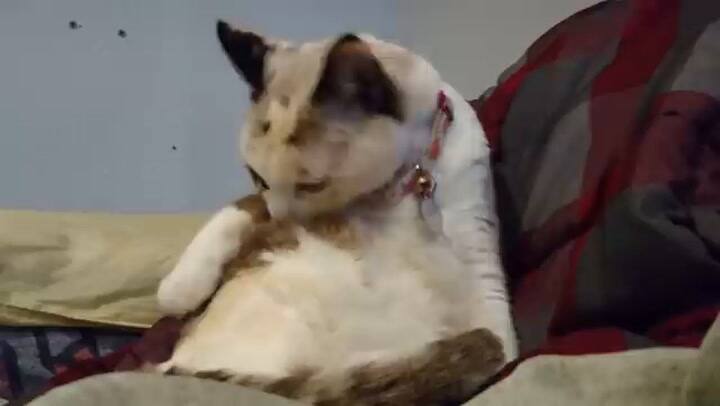 10 cosas que los gatos odian - Experto Animal