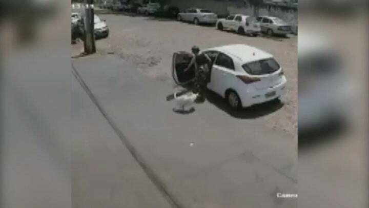 Perro discapacitado abandonado