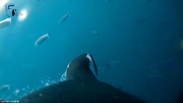 De Chubut a Brasil: los 7000 km que recorren los pingüinos y se puede seguir en vivo