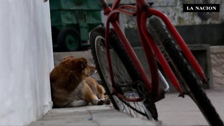 Lanchas amarillas de MDQ