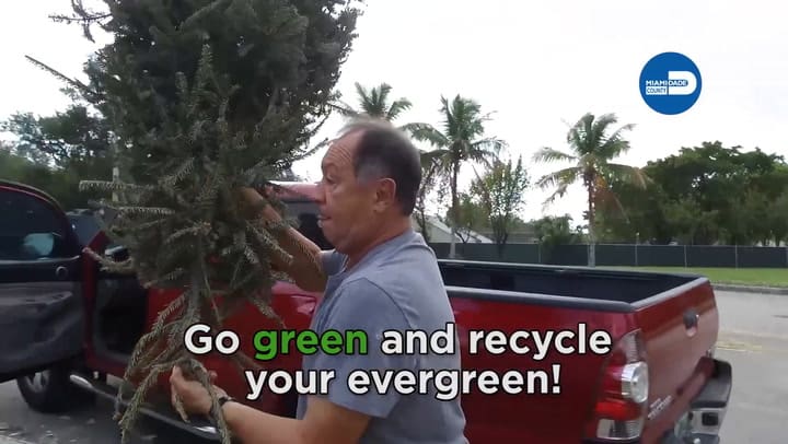 Los recolectores de Miami-Dade recogen los árboles de Navidad por las aceras para reciclarlos