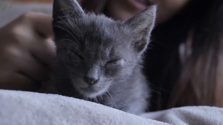 Cómo la manzanilla puede servir para tratar algunas enfermedades en los gatos