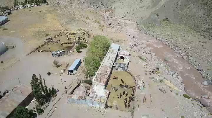 Mulas víctimas de maltrato animal en el Aconcagua