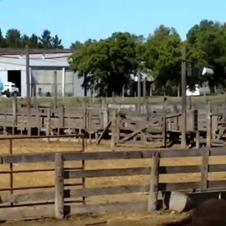 Se investiga la muerte masiva de animales en Brandsen