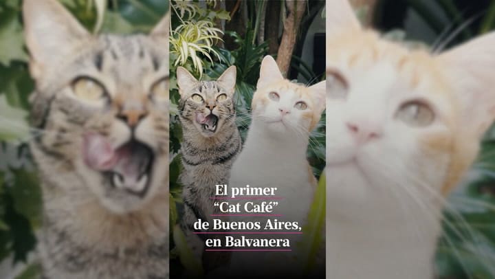 El primer "Cat Café" de Buenos Aires