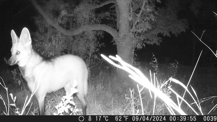 Cámara Trampa - Aguará - Noche