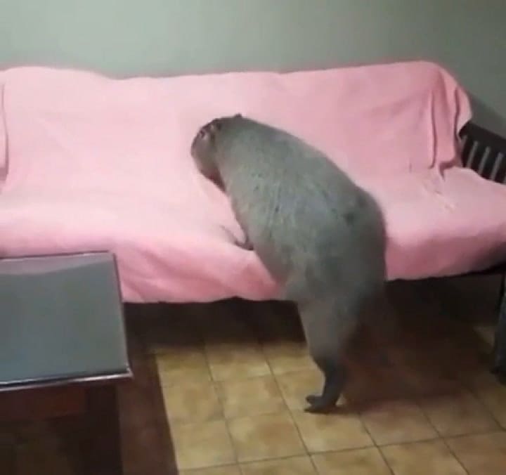 Una familia adoptó un carpincho que encontraron maltrecho