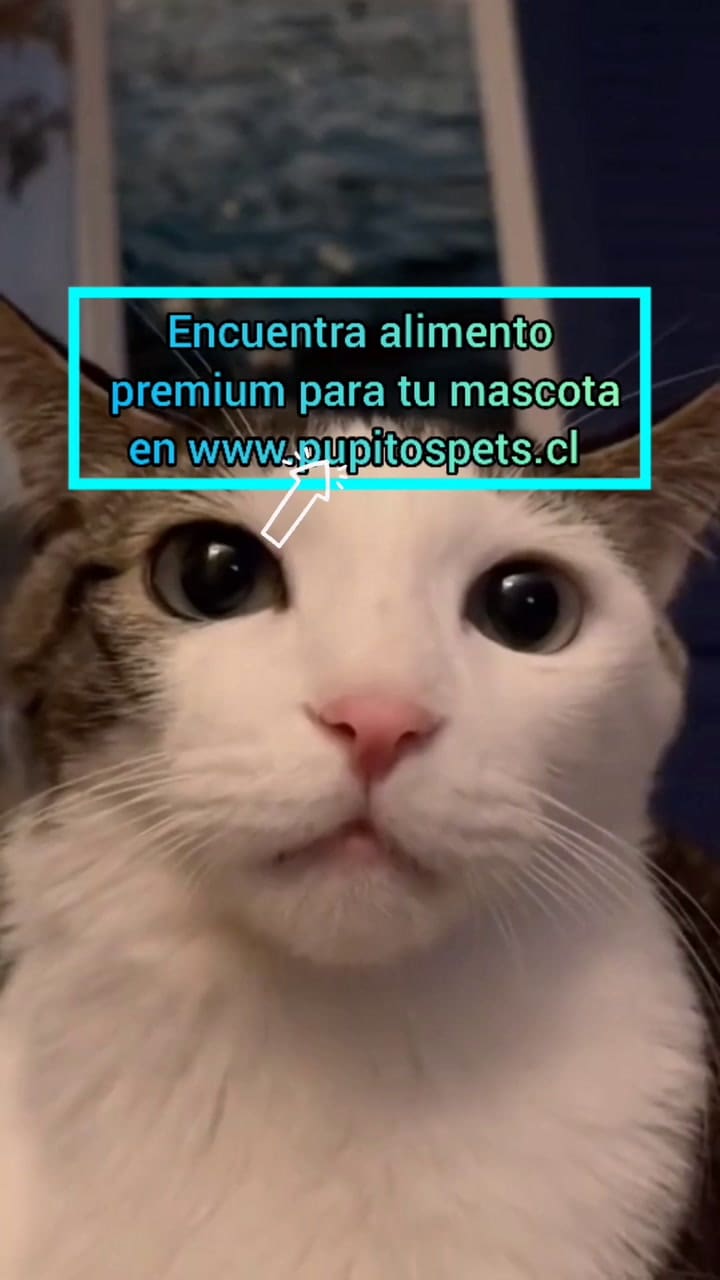 ¿Es seguro darle de comer jamón a un gato?