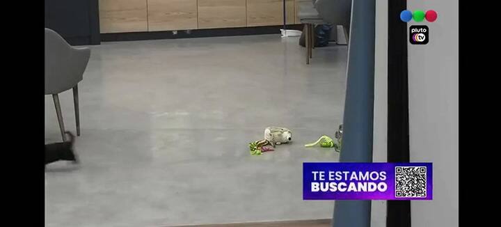 Los perritos ya tienen a su jugador preferido