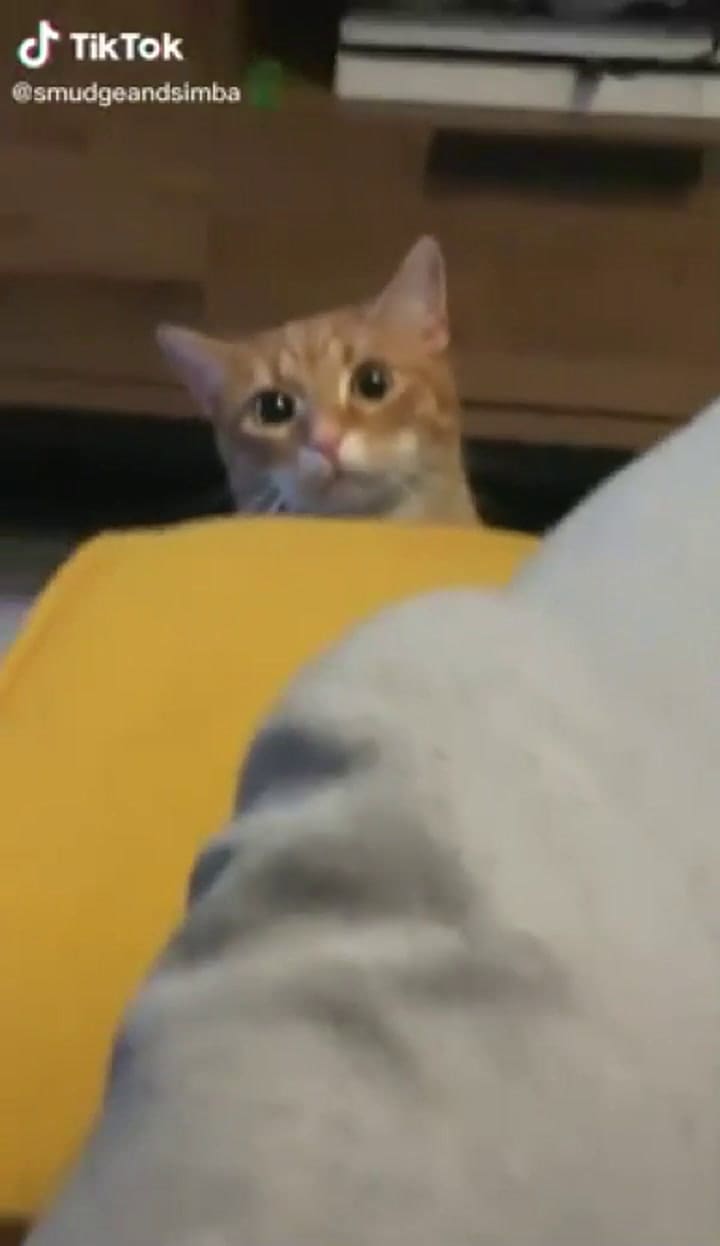 Un gatito con el corazón roto - Fuente: TikTok