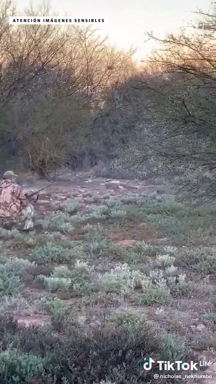 Así se defendió el búfalo