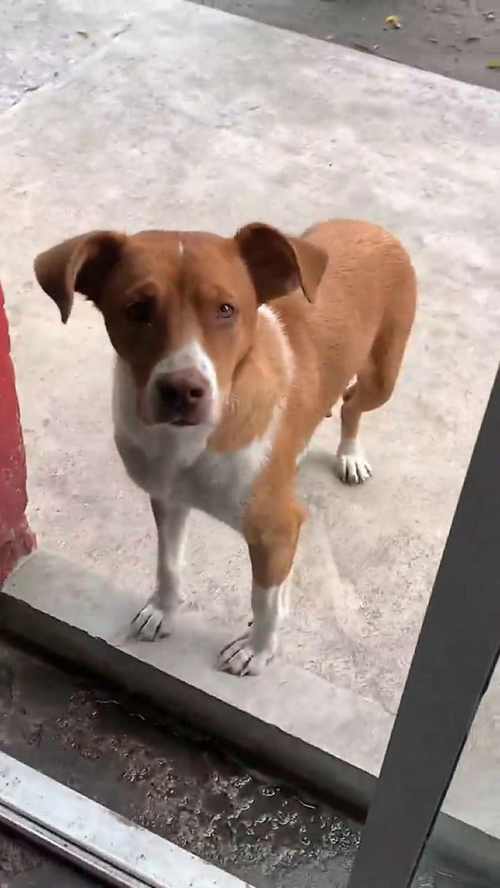 “Futura dueña del negocio”, dijo el tiktoker