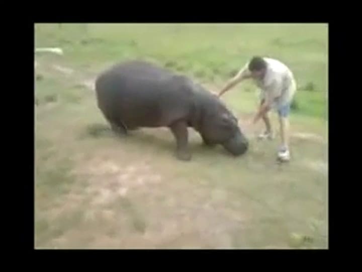 Junto al hipopótamo