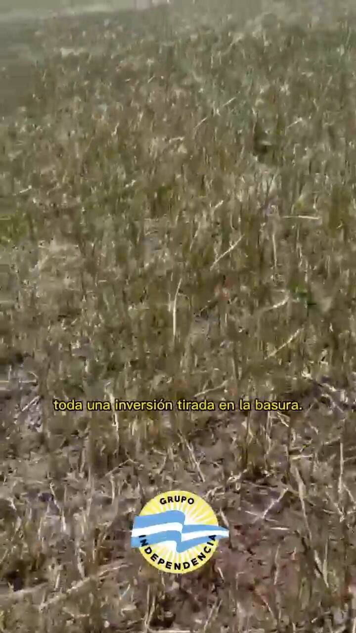 Un grupo de productores mostró “la realidad” del trigo en la provincia de Santa Fe