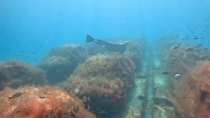 Ximena Caminos: la artista argentina que desde Miami impulsa un arrecife artificial con esculturas